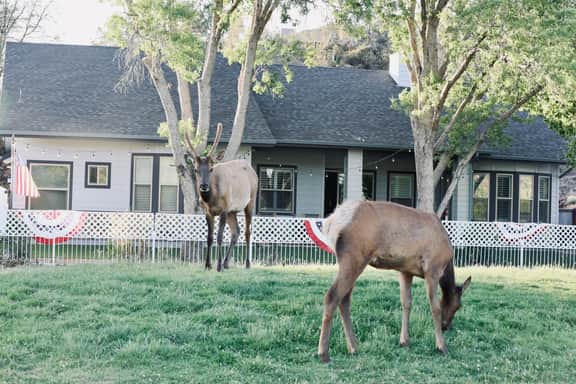 Wake up to Elk & Golf Views at Eagle’s Nest Payson